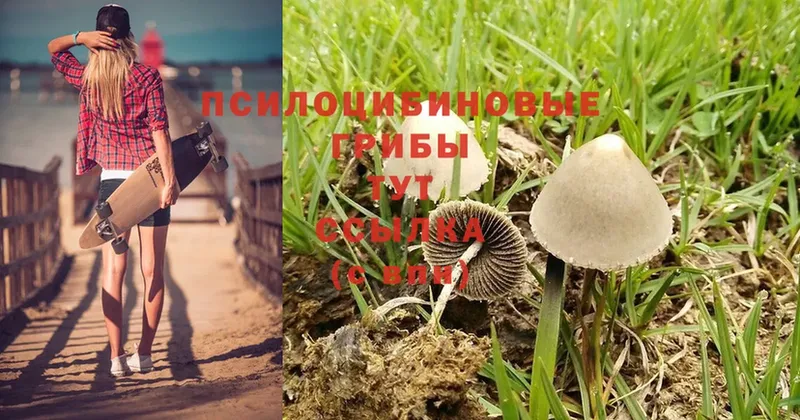 Псилоцибиновые грибы Psilocybine cubensis  продажа наркотиков  Алагир 